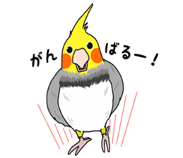 Pretty Mr,cockatiel sticker #8675887