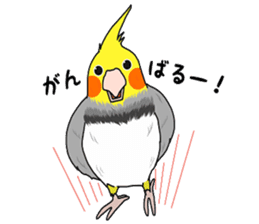 Pretty Mr,cockatiel sticker #8675887