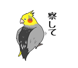 Pretty Mr,cockatiel sticker #8675889