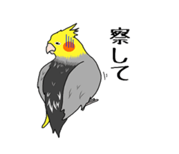 Pretty Mr,cockatiel sticker #8675889