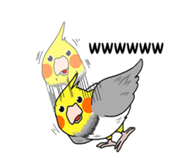 Pretty Mr,cockatiel sticker #8675890