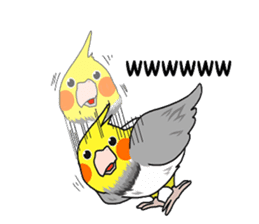 Pretty Mr,cockatiel sticker #8675890