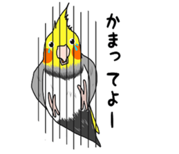 Pretty Mr,cockatiel sticker #8675891