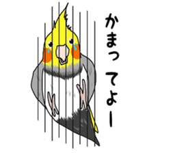 Pretty Mr,cockatiel sticker #8675891