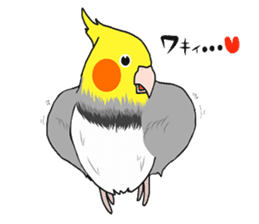 Pretty Mr,cockatiel sticker #8675892