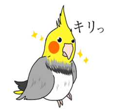 Pretty Mr,cockatiel sticker #8675893