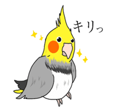 Pretty Mr,cockatiel sticker #8675893