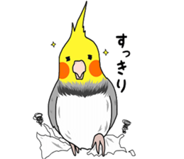 Pretty Mr,cockatiel sticker #8675895