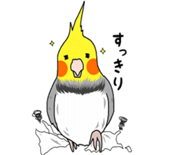 Pretty Mr,cockatiel sticker #8675895