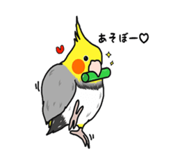 Pretty Mr,cockatiel sticker #8675896