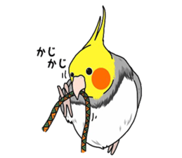 Pretty Mr,cockatiel sticker #8675898