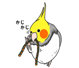 Pretty Mr,cockatiel sticker #8675898