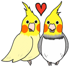 Pretty Mr,cockatiel sticker #8675904