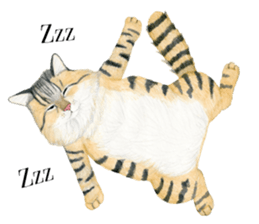 MaineCoon Sticker sticker #8695396