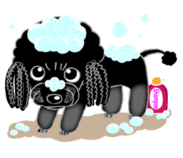 Toy Poodle named Chiroru sticker #8743817