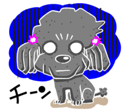 Toy Poodle named Chiroru sticker #8743826
