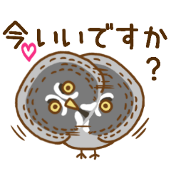 A lot of great grey owl