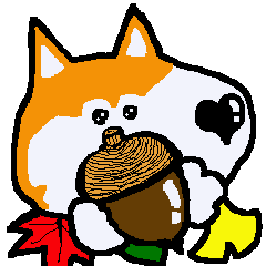 Shiba inu MOMO chan the third as well 11