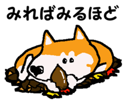 Shiba inu MOMO chan the third as well 11 sticker #8752179