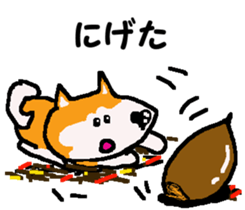 Shiba inu MOMO chan the third as well 11 sticker #8752181