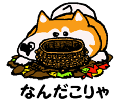Shiba inu MOMO chan the third as well 11 sticker #8752182