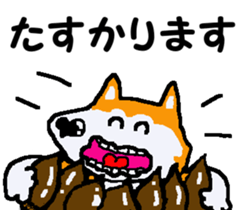 Shiba inu MOMO chan the third as well 11 sticker #8752200