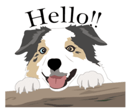 Cool border collies ~English~ sticker #8764098