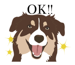 Cool border collies ~English~ sticker #8764099