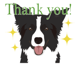 Cool border collies ~English~ sticker #8764105