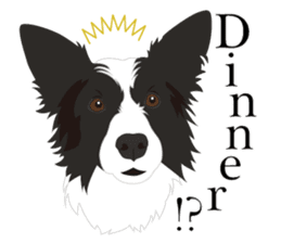 Cool border collies ~English~ sticker #8764108