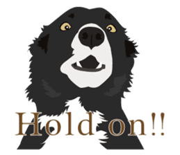 Cool border collies ~English~ sticker #8764112