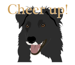 Cool border collies ~English~ sticker #8764128