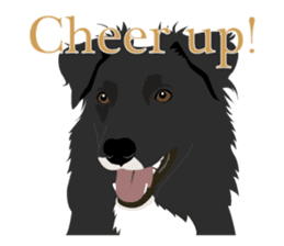 Cool border collies ~English~ sticker #8764128