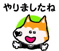 Shiba inu MOMO chan the third as well 10 sticker #8772904