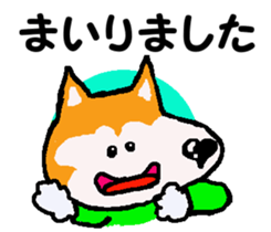 Shiba inu MOMO chan the third as well 10 sticker #8772913