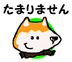 Shiba inu MOMO chan the third as well 10 sticker #8772916