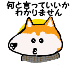 Shiba inu MOMO chan the third as well 10 sticker #8772917