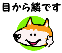 Shiba inu MOMO chan the third as well 10 sticker #8772919