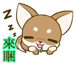Chihuahuatan 6 sticker #8783061