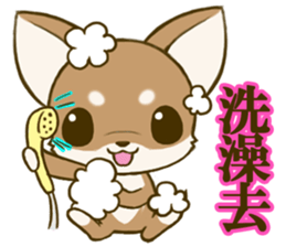 Chihuahuatan 6 sticker #8783079