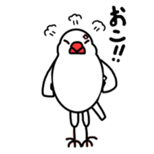 My java sparrows sticker #8805485