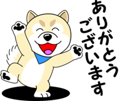 Mameshiba cut Pomeranian [honorific ed] sticker #8808709