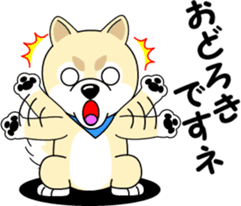 Mameshiba cut Pomeranian [honorific ed] sticker #8808711