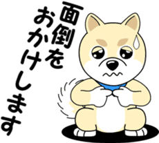 Mameshiba cut Pomeranian [honorific ed] sticker #8808731