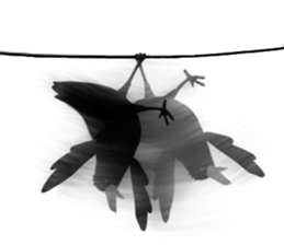 Crow "Kanzaemon" sticker #8809353