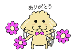 Daily life of the toy poodle named Puuko sticker #8810142