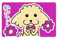 Daily life of the toy poodle named Puuko sticker #8810144