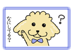 Daily life of the toy poodle named Puuko sticker #8810156