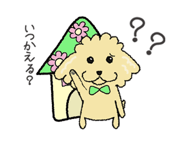 Daily life of the toy poodle named Puuko sticker #8810157