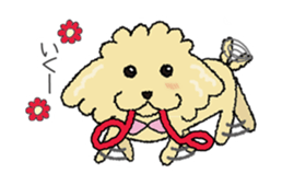 Daily life of the toy poodle named Puuko sticker #8810162